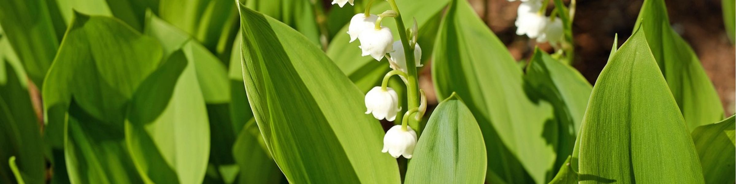 test 1